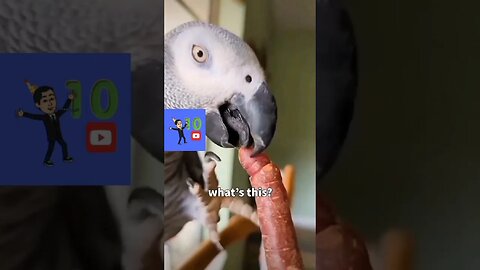 PIADA SAUDÁVEL DE TÃO RUIM- #shorts #humor #tiktok #comedia #trend #memes #tentenaorir #animals