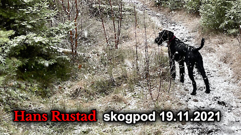 Skogpod 19. november, 2021: -Det finnes ikke noe normalt lenger