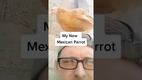 My New Mexican Parrot