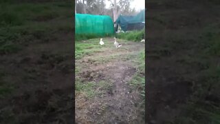 Geese in the garden area eating some grass before they go into their pen