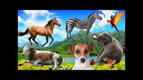 Various Animal Sound dog, cat, cow horse, Camel, elephant Animal Sound