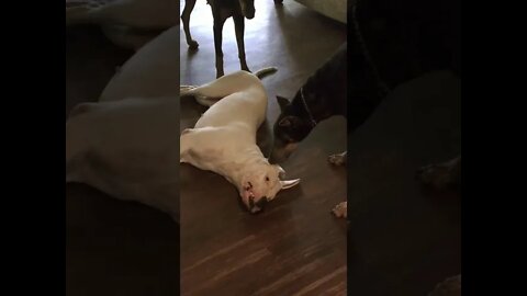 Dogo Gets a Double Doberman Peenching