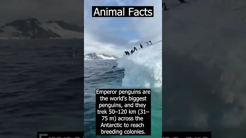Interesting Animals facts #shorts #science