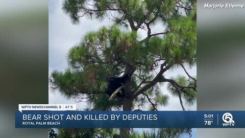Palm Beach County deputies shoot, kill black bear in Royal Palm Beach