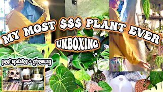 The MOST $$$ plant in my collection - RARE houseplant unboxing - XL Spiderfarmer tent tour