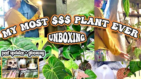 The MOST $$$ plant in my collection - RARE houseplant unboxing - XL Spiderfarmer tent tour