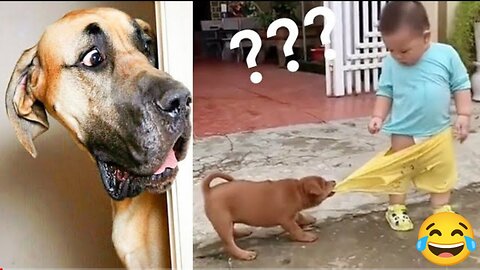 Funny Dogs funny daily life 😂😂 | Hope you all have a good laugh