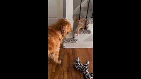 "Paws and Whiskers: Cute Dog & Cat Duo's Heartwarming Moments! 🐾😻 | Rumble Viral Pets"