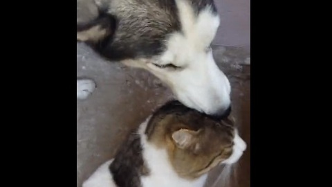 Husky attempts to heal cat's head wound