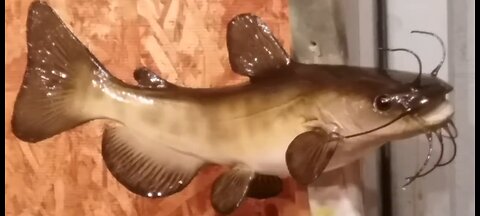 How to Paint a Brown Bullhead Catfish