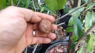 frutífera produzindo em vaso Cambuci cereja de Madagascar Logan guaquiea azul mangostim roxo soncoya