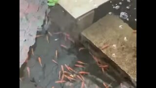 500 Rosy Reds Added to the New Aquatic Habitat