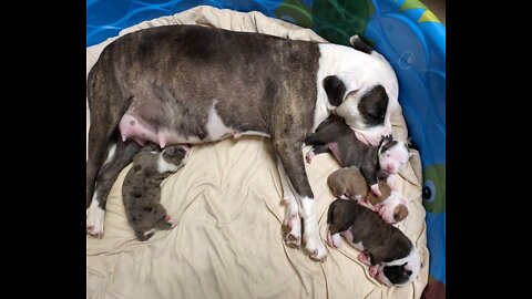Lexy's Beautiful Two Week Old Alapaha Puppies!