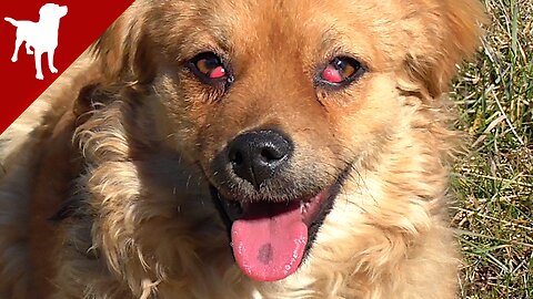 Cherry Eye in Puppy - in Both Eyes - Kokoni Dog Breed