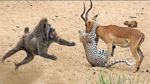 This Amazing Baboon Chasing a Cheetah and He Didn't Give Him a Chance to Kill Impala