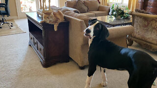 Great Dane Puppy & Cat Play Swat Me If You Can Game