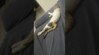 Kitten Sleeping in Funny Way - Just for Cat Lovers