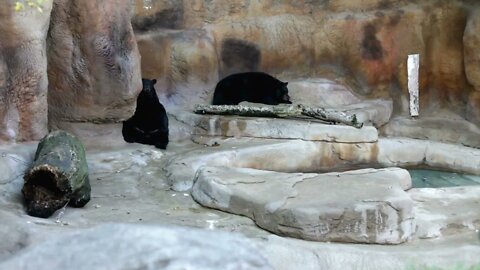 Two Black Bears sitting in rocky area