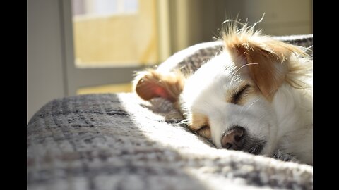 Deep Sleep Relaxing Dog Music, Deep Separation Anxiety For Dog, Helped Million of Dogs