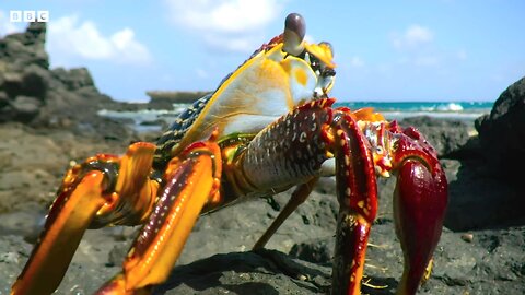 Crab vs Eel vs ctopus | 4K UHD | Blue Planet II | BBC 🌎🌍