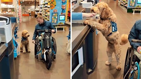 Service dog flawlessly performs duties at grocery store