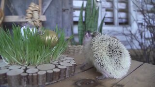 ★★★★★ hedgehog cant scratch itself very funny