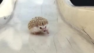 Hedgehog tries walking up slide, fails adorably
