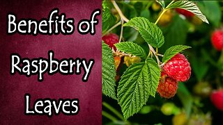 Benefits of Raspberry Leaves
