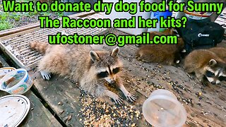 Want to donate dry dog food for Sunny The Raccoon and her kits? ufostoner@gmail.com #shorts Pt.1