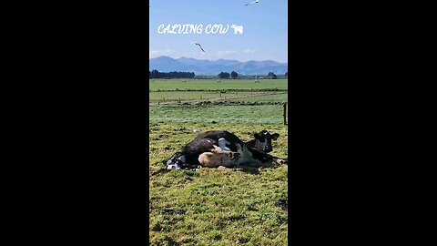 How Cow 🐄 Giving Birth on a Huge Calf !