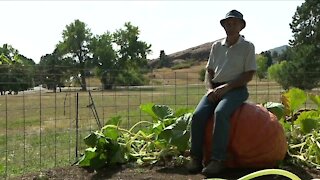 Growing giants: An 85-year-old Colorado gardener and the prettiest, biggest pumpkins around