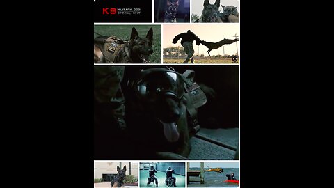 Dogs of War - Military Dogs Training - K9 | Tribute