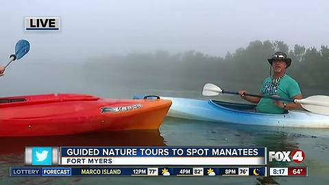 Guided Kayak Nature Tours help spot manatees in Southwest Florida - 8am live report