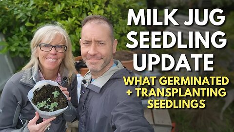 Milk Jug Flower Seedling Update | Transplanting Seedlings 🌱