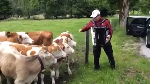 Herd Of Grazing Cows Rush To Listen To Accordion Music