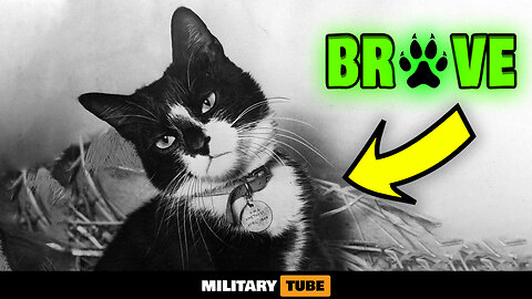 The Bravest Army Cat