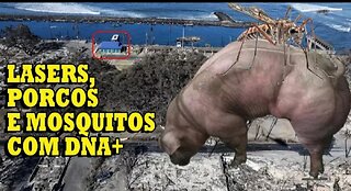 NUVENS DE MOSQUITOS, PORCOS MODIFICADOS, GRANDE CRASH E + by Jayson Rosa - Revelar