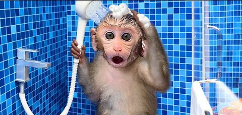 Monkey Baby Bon Bon oes to the toilet and plays with Ducklings in the swimming pool