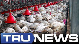 Poultry Prices to Climb in 2024 as Bird Flu Wipes Out U.S. Flocks