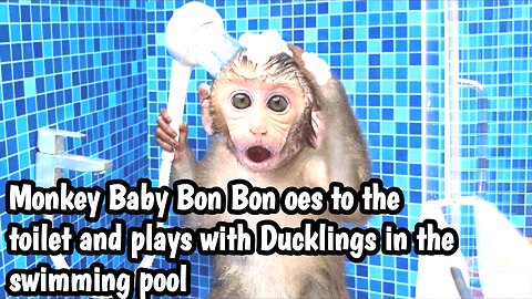 The Monkey Baby Bon Bon to the toilet and plays with Ducklings in the swimming pool