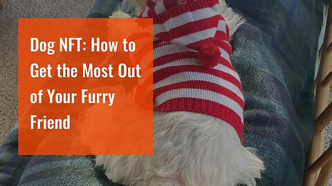 Dog NFT: How to Get the Most Out of Your Furry Friend