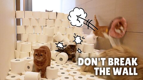 Cats Try Not Break Anything Challenge2024//#cats #fun