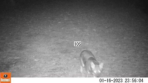 Bushnell Deer Camera Coyote Part 2