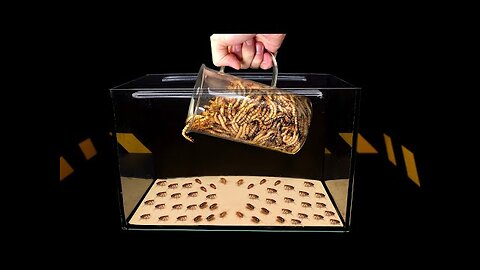 WHAT IF 1000 ZOPHOBAS LARVAE ARE LOWERED TO 1000 COCKROACHES_