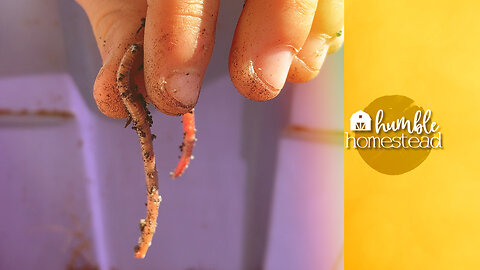I Got Worms! How to Vermicompost.