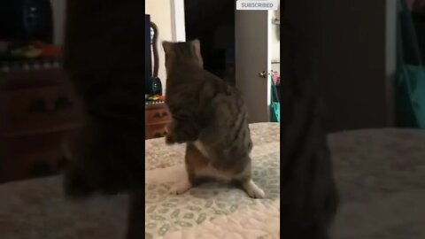 cute cat videos 😹 funny videos 😂 530 😻