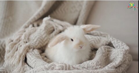 Playful Baby Rabbits: Adorable Moments in Action!