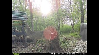 Deer cam pics of the week.