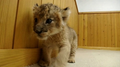 Newborn Baby Lion Cubs
