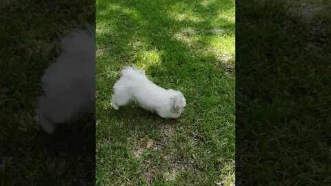 Noah's LOVING Green Grass Today!! #shorts #pet #puppy